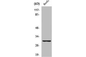 Western Blot analysis of HuvEc cells using Ribosomal Protein S4Y1 Polyclonal Antibody