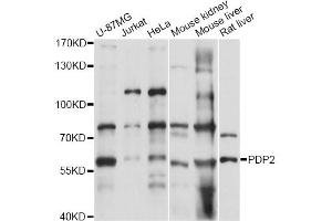 Western blot analysis of extracts of various cell lines, using PDP2 antibody (ABIN6292535) at 1:3000 dilution. (PDP2 抗体)