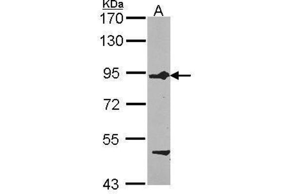 FIG4 抗体  (Center)