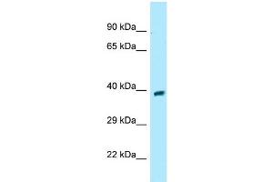 WB Suggested Anti-GPR68 Antibody Titration: 1. (GPR68 抗体  (Middle Region))