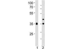 Western blot analysis of lysate from 1) human HeLa and 2) mouse NIH3T3 cell line using WDR5 antibody at 1:1000. (WDR5 抗体  (C-Term))