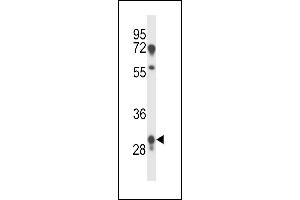 PRR18 Antibody (C-term) (ABIN657554 and ABIN2846565) western blot analysis in human placenta tissue lysates (35 μg/lane). (Proline Rich 18 抗体  (C-Term))