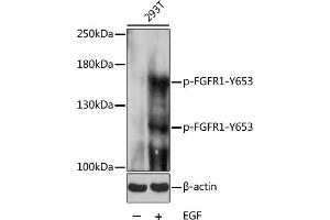 Western blot analysis of extracts of 293T cells, using Phospho-FGFR1-Y653 pAb (ABIN3023540, ABIN3023541, ABIN3023542 and ABIN6225396) at 1:1000 dilution. (FGFR1 抗体  (pTyr653))