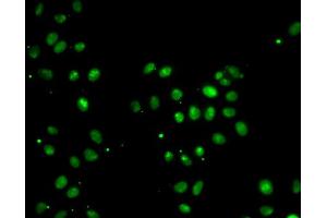 Immunofluorescence analysis of A549 cell using MORF4L1 antibody. (MORF4L1 抗体)