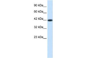 WB Suggested Anti-SSTR4 Antibody Titration: 0. (SSTR4 抗体  (Middle Region))