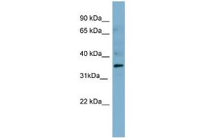 WB Suggested Anti-MSLN Antibody Titration:  0. (Mesothelin 抗体  (Middle Region))
