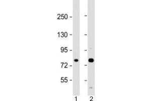 Western blot testing of human 1) A431 and 2) U-2OS cell lysate with MAN1A2 antibody at 1:2000. (MAN1A2 抗体  (AA 342-373))