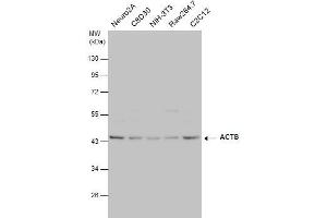 WB Image beta Actin antibody detects beta Actin protein by western blot analysis. (beta Actin 抗体  (C-Term))