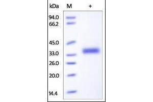 SDS-PAGE (SDS) image for Interleukin 2 Receptor, beta (IL2RB) (AA 27-239) protein (His tag) (ABIN6559943) (IL2 Receptor beta Protein (AA 27-239) (His tag))