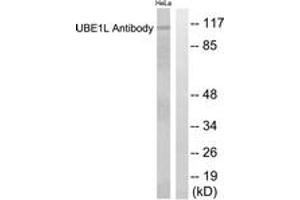 Western blot analysis of extracts from HeLa cells, using UBE1L Antibody.