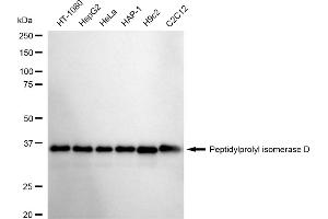 Western blotting analysis using Peptidylprolyl isomerase D antibody (ABIN7799768).