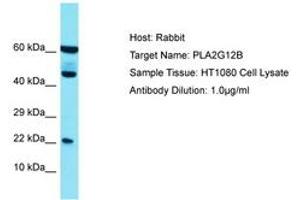 Image no. 1 for anti-Phospholipase A2, Group XIIB (PLA2G12B) (N-Term) antibody (ABIN6750703) (PLA2G12B 抗体  (N-Term))