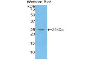 Western Blotting (WB) image for anti-Stromal Cell Derived Factor 2 (SDF2) (AA 19-211) antibody (ABIN1860506) (SDF2 抗体  (AA 19-211))