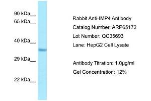 Western Blotting (WB) image for anti-IMP4, U3 Small Nucleolar Ribonucleoprotein (IMP4) (C-Term) antibody (ABIN2790066) (IMP4 抗体  (C-Term))