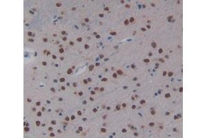 IHC-P analysis of Mouse Tissue, with DAB staining. (NR1I2 抗体  (AA 205-390))