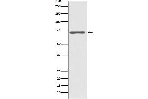 Western blot analysis of Raf1 expression in HeLa cell lysate.