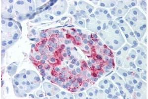 Anti-WNT10A antibody  ABIN1049467 IHC staining of human pancreatic islet. (WNT10A 抗体  (Internal Region))