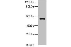 Western blot All lanes: VAT1L antibody at 0. (VAT1L 抗体  (AA 1-419))