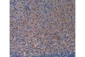 IHC-P analysis of Rat Adrenal Gland Tissue, with DAB staining. (TLR4 抗体  (AA 49-247))