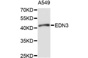 Western blot analysis of extracts of A-549 cells, using EDN3 antibody (ABIN1875400) at 1:1000 dilution. (Endothelin 3 抗体)
