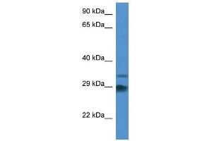 Western Blot showing Odf1 antibody used at a concentration of 1.