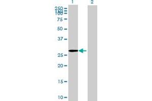 Western Blot analysis of EGFL8 expression in transfected 293T cell line by EGFL8 MaxPab polyclonal antibody. (EGFL8 抗体  (AA 1-293))