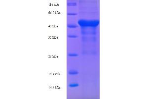 SDS-PAGE (SDS) image for Arginase, Liver (ARG1) (AA 1-323), (full length) protein (His-SUMO Tag) (ABIN5711417) (Liver Arginase Protein (AA 1-323, full length) (His-SUMO Tag))