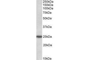 Western Blotting (WB) image for anti-rho GDP Dissociation Inhibitor (GDI) gamma (ARHGDIG) (C-Term) antibody (ABIN2464893) (ARHGDIG 抗体  (C-Term))