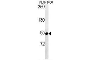 Western Blotting (WB) image for anti-ATP-Binding Cassette, Sub-Family F (GCN20), Member 1 (ABCF1) (AA 694-724), (C-Term) antibody (ABIN950207)