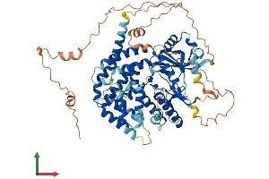 AlphaFold protein structure predicition of Human Recombinant ADCK2 Protein, UniprotID Q7Z695