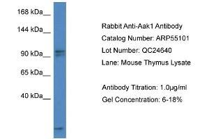 Western Blotting (WB) image for anti-AP2 associated kinase 1 (AAK1) (C-Term) antibody (ABIN2786056) (AAK1 抗体  (C-Term))