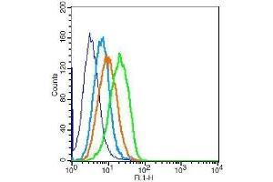 H9C2 cells probed with Rabbit Anti- Polyclonal Antibody (TNNC1 抗体  (AA 131-210))