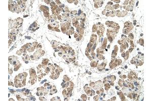 SSR2 antibody was used for immunohistochemistry at a concentration of 4-8 ug/ml to stain Skeletal muscle cells (arrows) in Human Muscle. (SSR2 抗体)