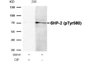 Western Blotting (WB) image for anti-Protein tyrosine Phosphatase, Non-Receptor Type 11 (PTPN11) (pTyr580) antibody (ABIN7139030)