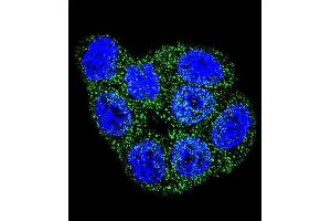 Confocal immunofluorescent analysis of GSTP1 Antibody (C-term) (ABIN389478 and ABIN2839540) with Hela cell followed by Alexa Fluor 488-conjugated goat anti-rabbit lgG (green). (GSTP1 抗体  (C-Term))