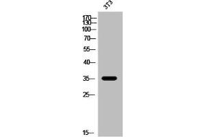 OR2W3 抗体  (Internal Region)