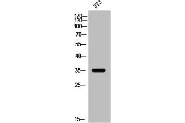 OR2W3 抗体  (Internal Region)