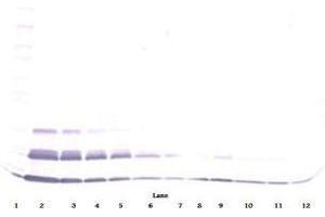 Image no. 2 for anti-Chemokine (C-C Motif) Ligand 15 (CCL15) antibody (Biotin) (ABIN465724) (CCL15 抗体  (Biotin))