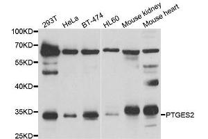 PTGES2 抗体  (AA 88-377)
