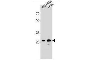 DHRS4L1 Antibody (C-term) western blot analysis in NCI-H460,A549 cell line lysates (35µg/lane). (DHRS4L1 抗体  (C-Term))