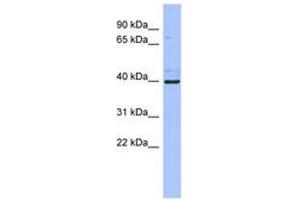 Image no. 1 for anti-Zinc Finger Protein 42 (ZFP42) (C-Term) antibody (ABIN6742932) (ZFP42 抗体  (C-Term))