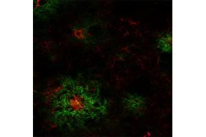 Indirect immunostaining of an PFA fixed section from a 5XFAD mouse with mouse anti-Abeta-pE3, clone 70D7 (dilution 1 : 100; red) and rabbit anti-Abeta (cat. (Abeta-pE3 (AA 3-7) 抗体)