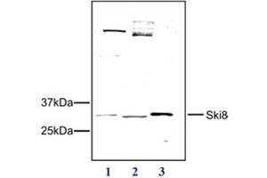 Western Blot of Rabbit anti-SKI8 antibody Western Blot results of Rabbit anti-SKI8 antibody. (WDR61 抗体)