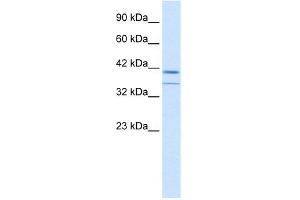WB Suggested Anti-CEBPB Antibody Titration: 0. (CEBPB 抗体  (C-Term))