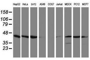 Image no. 3 for anti-Crystallin, Zeta, Homolog antibody (ABIN1497656) (CRYZL1 抗体)