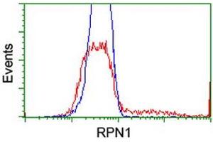 HEK293T cells transfected with either RC201554 overexpress plasmid (Red) or empty vector control plasmid (Blue) were immunostained by anti-RPN1 antibody (ABIN2455097), and then analyzed by flow cytometry. (RPN1 抗体)