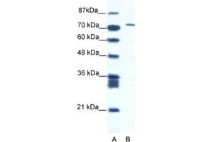 Western Blotting (WB) image for anti-Mastermind-Like Domain Containing 1 (MAMLD1) antibody (ABIN2460898) (MAMLD1 抗体)