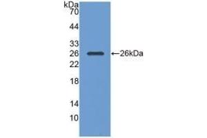 Detection of Recombinant PGA, Human using Monoclonal Antibody to Pepsinogen A (PGA) (Pepsinogen A 抗体  (AA 63-295))