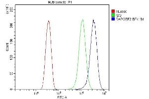 Flow Cytometry analysis of HELA cells using anti-RAPGEF2 antibody (ABIN7599891).