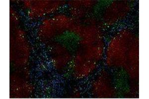 Immunofluorescence (IF) image for anti-CD38 antibody (Alexa Fluor 647) (ABIN2657771) (CD38 抗体  (Alexa Fluor 647))